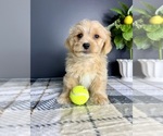 Small #5 Maltipoo
