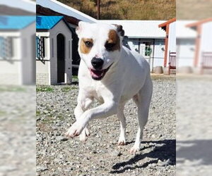 Mutt Dogs for adoption in Rockaway, NJ, USA