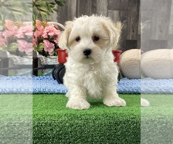 Medium Photo #4 Coton de Tulear Puppy For Sale in CANOGA, NY, USA