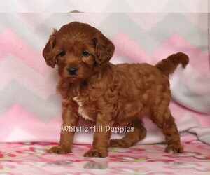 Cavapoo Puppy for sale in DENVER, PA, USA