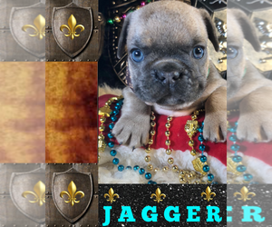 French Bulldog Puppy for sale in HEATHROW, FL, USA