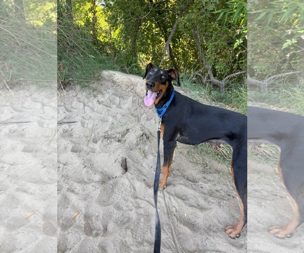 Medium Photo #2 Doberman Pinscher-Unknown Mix Puppy For Sale in Pittsburg, CA, USA