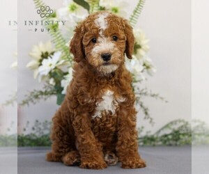 Goldendoodle (Miniature) Puppy for sale in EAST EARL, PA, USA