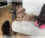 Small #20 Miniature Australian Shepherd
