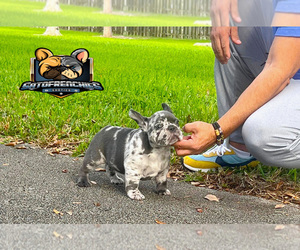 French Bulldog Puppy for sale in MIAMI, FL, USA