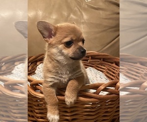Chihuahua Puppy for sale in CASTLE HAYNE, NC, USA