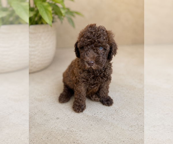 Medium Photo #3 Goldendoodle Puppy For Sale in HESPERIA, CA, USA