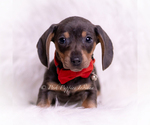 Small Photo #65 Dachshund Puppy For Sale in WARSAW, IN, USA