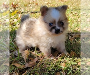 Pomeranian Puppy for Sale in STATHAM, Georgia USA