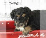 Small Photo #8 Bernedoodle Puppy For Sale in HUNTINGTON, MA, USA