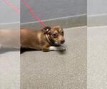 Small Chihuahua Mix