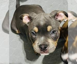 American Bully Puppy for sale in MONSON, MA, USA