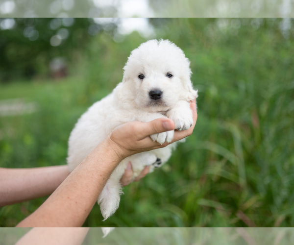 Medium Photo #7 Maremma Sheepdog Puppy For Sale in CONWAY, MO, USA