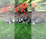 Image preview for Ad Listing. Nickname: Litter of 5