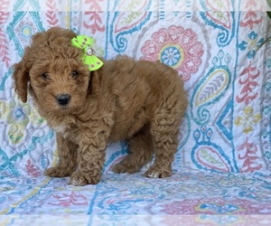 Goldendoodle (Miniature) Puppy for sale in LANCASTER, PA, USA