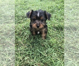 Yorkshire Terrier Puppy for sale in BECKLEY, WV, USA
