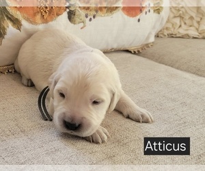 Medium Golden Retriever