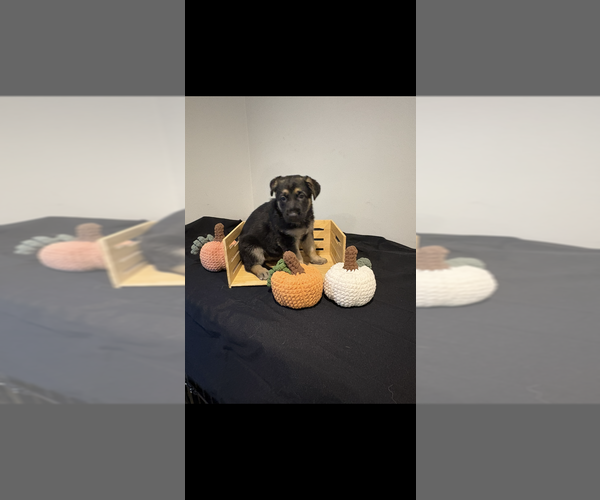 Medium Photo #1 German Shepherd Dog Puppy For Sale in MILFORD, MI, USA