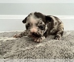 Small #7 French Bulldog-Miniature French Bull Terrier Mix