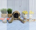 Small #4 Mastiff