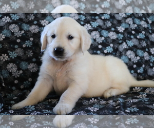 Golden Retriever Puppy for sale in SHILOH, OH, USA