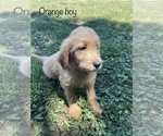Small Photo #1 Goldendoodle Puppy For Sale in GARDEN CITY, MO, USA