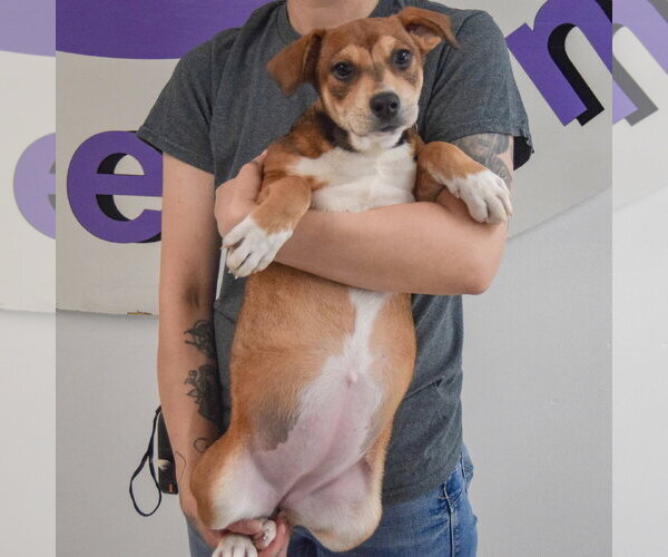 Medium Photo #5 Jack Russell Terrier-Unknown Mix Puppy For Sale in Huntley, IL, USA
