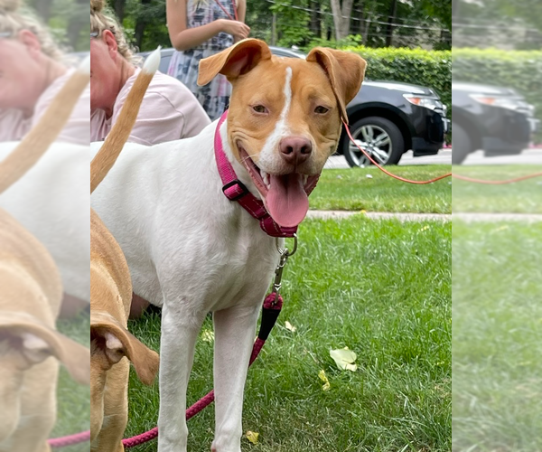 Medium Photo #45 American Pit Bull Terrier-Unknown Mix Puppy For Sale in Brewster, NY, USA
