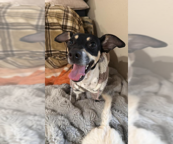 Medium Photo #4 Rat Terrier-Unknown Mix Puppy For Sale in Cranston, RI, USA