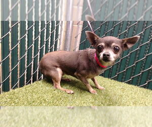 Chihuahua Dogs for adoption in Downey, CA, USA