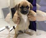 Small #1 Pug Mix