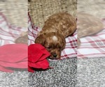 Small #2 Cavapoo (Miniature)