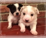 Small Photo #3 Coton de Tulear Puppy For Sale in FELTON, PA, USA