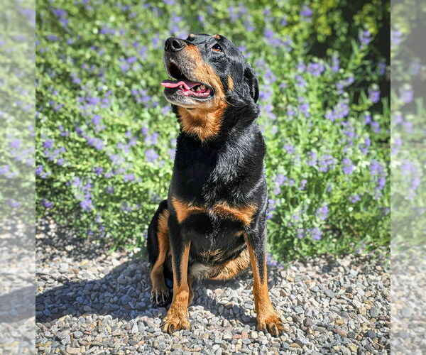 Medium Photo #2 Rottweiler Puppy For Sale in Albuquerque, NM, USA