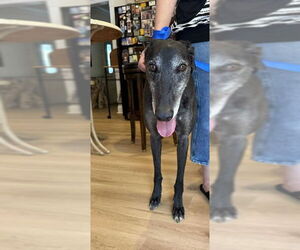 Greyhound Dogs for adoption in Cherry Hill, NJ, USA