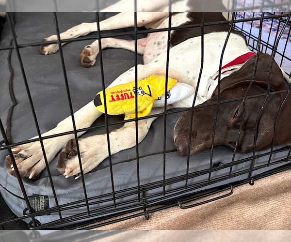 Medium Photo #4 German Shorthaired Pointer Puppy For Sale in Menlo Park, CA, USA