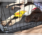 Small #3 German Shorthaired Pointer