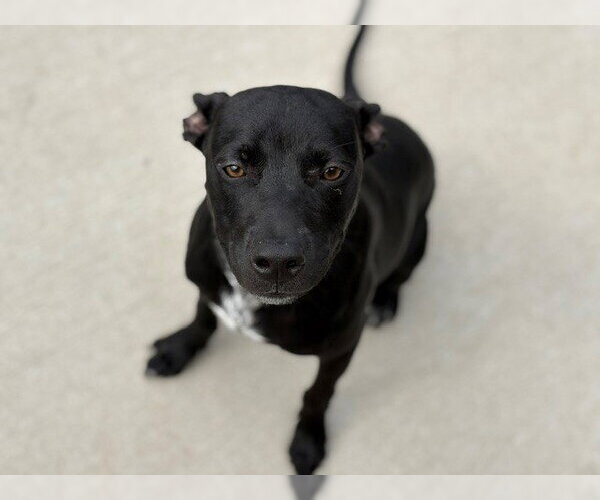 Medium Photo #1 Staffordshire Bull Terrier-Unknown Mix Puppy For Sale in Tulsa, OK, USA