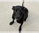 Small Staffordshire Bull Terrier Mix