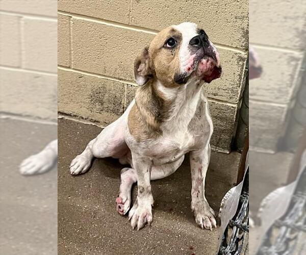 Medium Photo #1 American Pit Bull Terrier-Unknown Mix Puppy For Sale in Waco, TX, USA