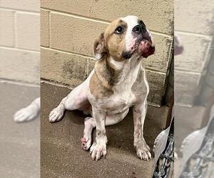 American Pit Bull Terrier-Unknown Mix Dogs for adoption in Waco, TX, USA