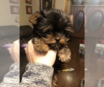 Small Photo #2 Yorkshire Terrier Puppy For Sale in FORT GIBSON, OK, USA