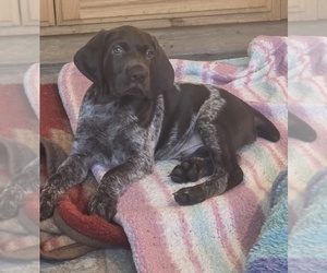 German Shorthaired Pointer Puppy for sale in NORCO, CA, USA