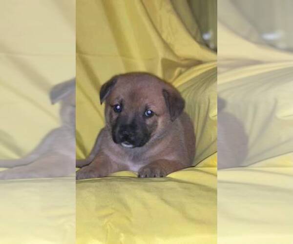 Medium Photo #5 American Pit Bull Terrier-German Shepherd Dog Mix Puppy For Sale in DETROIT, MI, USA