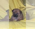 Small #4 American Pit Bull Terrier-German Shepherd Dog Mix