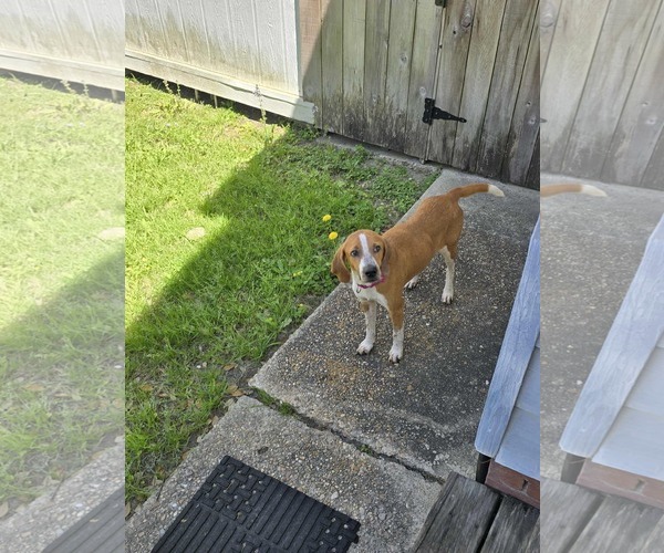 Medium Photo #2 Mutt Puppy For Sale in Oakhurst, NJ, USA