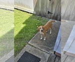 Small #1 Mutt