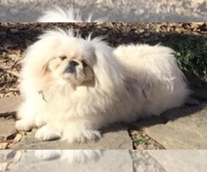 Father of the Pekingese puppies born on 07/21/2021