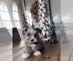 Small Photo #7 Schnauzer (Miniature) Puppy For Sale in FLORENCE, SD, USA