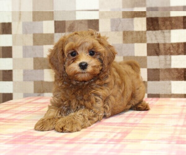 Medium Photo #2 Cavapoo Puppy For Sale in DENVER, PA, USA